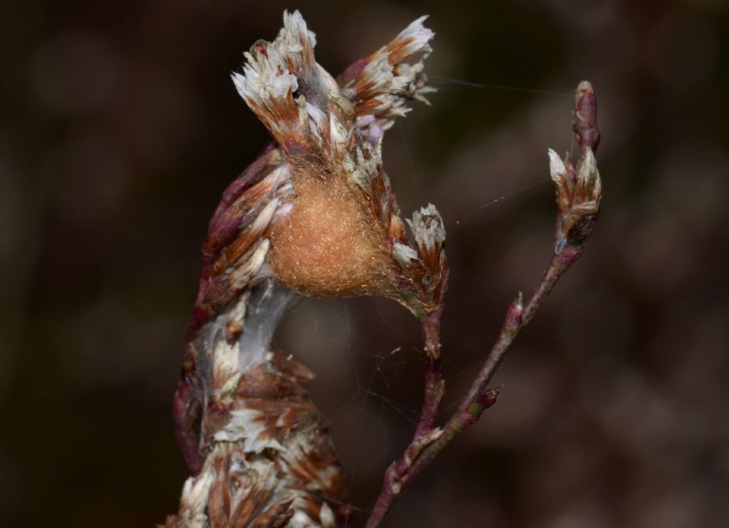 Ovisacco di Cyclosa sp. - Grosseto